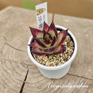 1968@3+1@RbyD@ڃIWizc@G{j[@GPxA@A@ϗtA