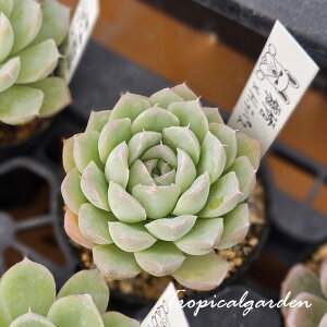 3+1@ς񂿂D@×pX@gsJK[fIWizc@GPxA@A@؍Y@ϗtA