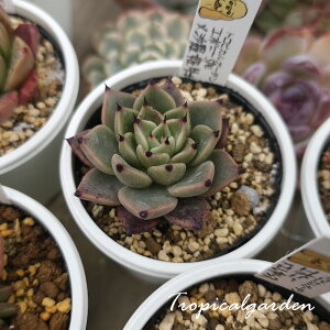 3+1@G{j[spe×PO@RbyD@ڃIWizc@G{j[SPE×Gb`@GPxA@A@؍Y@ϗtA