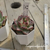 【3+1対象商品】コロラータ×ラウイ　ぱんちゃん札　トロピカルガーデンオリジナル交配苗　エケベリア　…