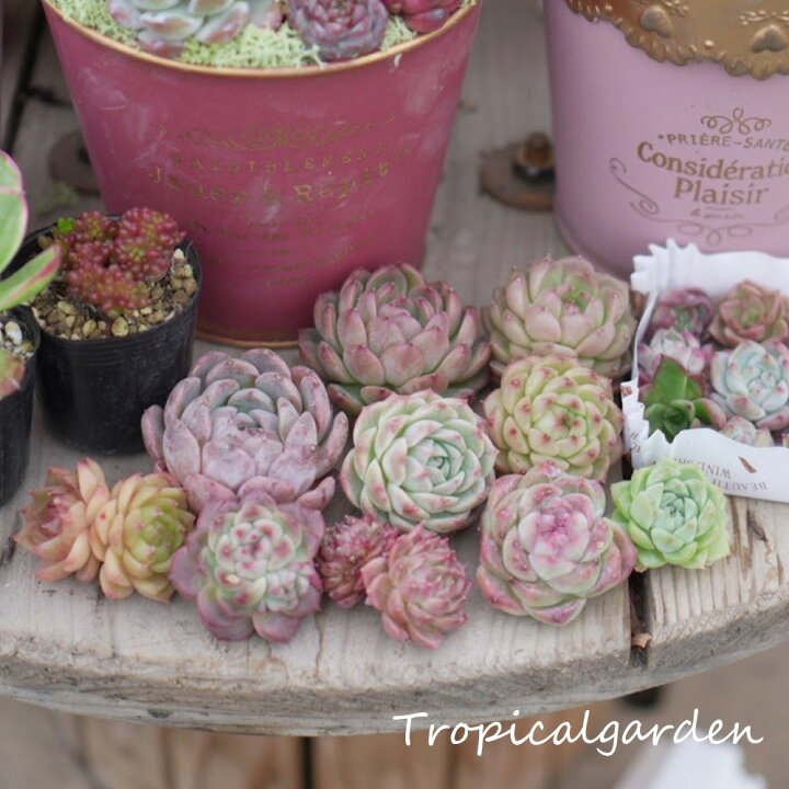 楽天市場】4月の2代目＆王子セレクトセット ブリキ缶寄せ植えセット  