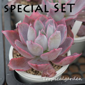 81~120@lbgŃnEX̔@2025.11.6̔