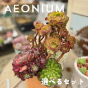 B＋札　選べるアエオニウムセット　多肉植物 おしゃれ 多肉 観葉植物 インテリア 誕生日プレゼント 誕生日 プレゼント…