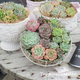 札　リース　寄せ植えセット　エケベリア　多肉植物　観葉植物　リース　寄せ植え　インテリア　グリーン