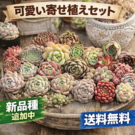 【新品種追加苗増量中！】【スーパーセール500円OFFクーポン配布！】A~B品　箱詰めぎゅうぎゅう寄せ植えセット　25－30個入り　寄せ植えセット　多肉植物　エケベリア　　コンパクト
