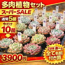 3＋1　多肉植物 セット エケベリア 多肉 5苗→10苗 スーパーSALE 多肉植物セット 名前付き苗 6cmポット 選べる 寄せ植…