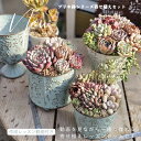 【在庫追加】母の日 ギフト 多肉植物 寄せ植えセット ブリキ鉢 選べる3デザイン B＋札 グリーン ホワイト レッスン動…