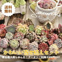 【新品種追加】母の日ギフト A~B品 箱詰めぎゅうぎゅう寄せ植えセット 25－30個入り 寄せ植えセット 多肉植物 エケベ…
