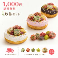 【2セット購入で1セットプレゼント】寄せ植え用 多肉植物 エケベリア おまかせセット ミニ苗5＋中サイズ1…