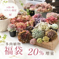 【5/31までエントリーで最大100%Pバック】【数量限定】今だけ20％増量♪ 多肉植物 福袋 エケベリア おま…