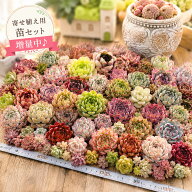 【1-15日苗増量！】母の日 多肉植物 寄せ植え用苗セット エケベリア 寄せ植えセット おまかせ多肉アソー…