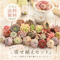 【500円クーポン配布！】母の日ギフト A~B品 箱詰めぎゅうぎゅう寄せ植えセット 25－30個入り 寄せ植えセ…