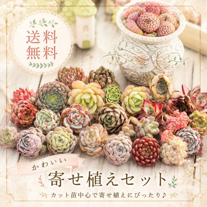 楽天市場】【7/31までエントリーで最大100%Pバック】多肉ギフト A~B品 