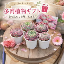 楽天市場】多肉植物セットの通販