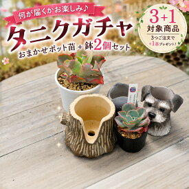 【3+1対象商品】タニクガチャ おまかせポット苗＋鉢2つセット ガチャ がちゃ エケベリア 多肉植物 韓国産 観葉植物
