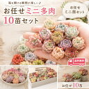 mini9 【2セット購入で1セットプレゼント】多肉植物 ミニ苗セット お任せ10苗｜韓国苗入り｜送料無料 可愛いエケベリ…