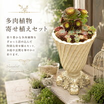 楽天市場】寄せ植え ハロウィンの通販