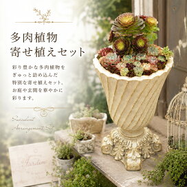 楽天市場】父の日 【大型ゴブレット鉢】多肉植物 寄せ植えセット