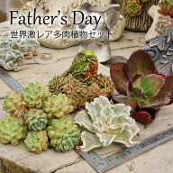 父の日ギフト 多肉植物 レア品種4種類セット B＋札 エケベリア 多肉レア品種 寄せ植え メッセージカード…