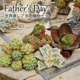父の日ギフト 多肉植物 レア品種4種類セット B＋札 エケベリア 多肉レア品種 寄せ植え メッセージカード付き 長持ち 枯れない 観葉植物 プレゼント