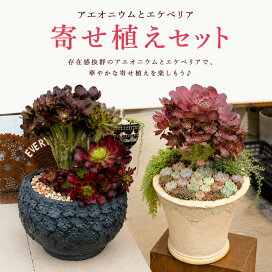 楽天市場】父の日 【アエオニウム寄せ植えセット】多肉植物 寄せ植え 