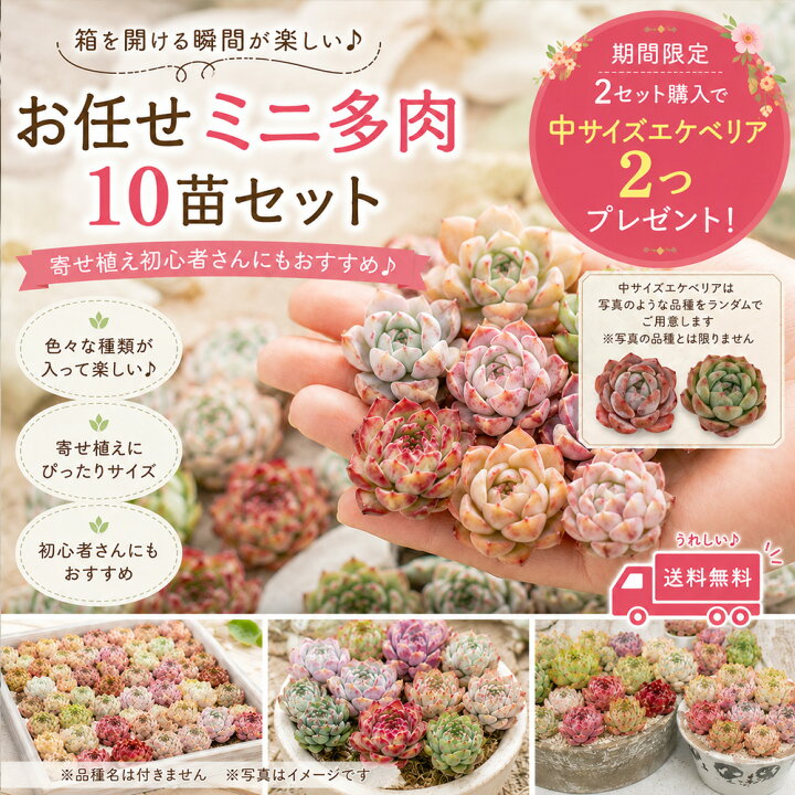 韓国苗 多肉植物美苗 交配種 100苗セット 2-4cm実生 限定品 14