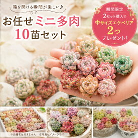 mini9【2セット購入で中ベリア2つプレゼント】 【6/30までエントリーで最大100%Pバック】【寄せ植え初心者にもおすすめ】多肉植物 ミニ苗セット お任せ10苗｜韓国苗入り｜可愛いエケベリアセット