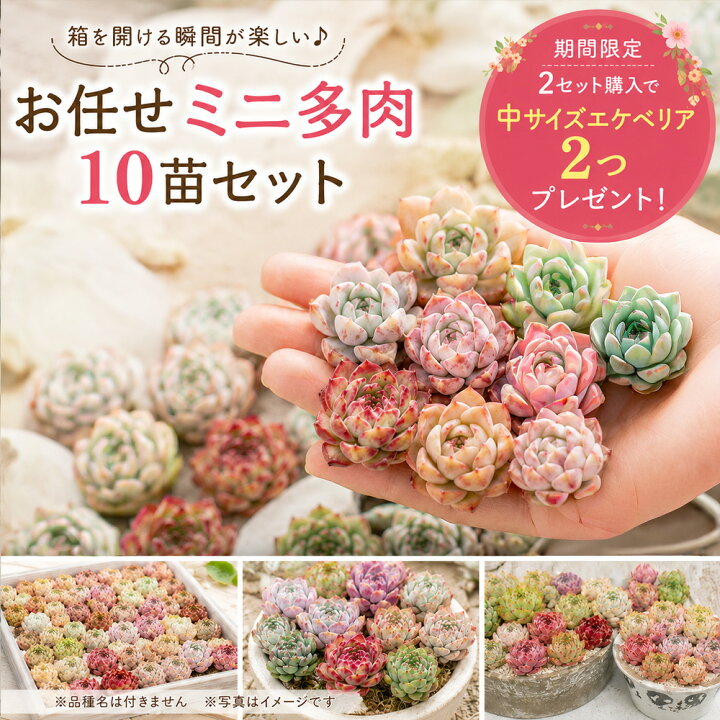 楽天市場】mini9【お買い物マラソン目玉品】【2セット購入で中ベリア2 