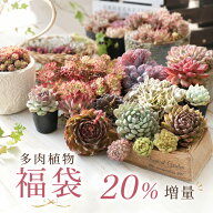【20％増量】【7/31までエントリーで最大100%Pバック】多肉植物 福袋 エケベリア おまかせセット 選べる3…