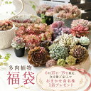 【7/31までエントリーで最大100%Pバック】多肉植物 福袋 エケベリア おまかせセット 選べる3コース トロピカルガーデ…