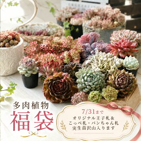 【鉢福袋特大販売開始】多肉植物 福袋 エケベリア おまかせセット 選べる6コース トロピカルガーデン厳選