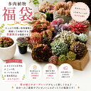 【最大100%Pバック】20％増量！鉢福袋販売開始！多肉植物 福袋 エケベリア おまかせセット 選べる6コース トロピカル…