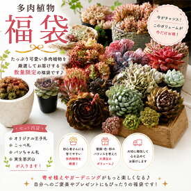 【最大100%Pバック】20％増量！鉢福袋販売開始！多肉植物 福袋 エケベリア おまかせセット 選べる6コース トロピカルガーデン厳選