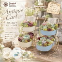 多肉植物 寄せ植えセット アンティークカート ブリキ鉢 エケベリア5苗 ミニ苗10苗 セダム 寄せ植えキット 選べる2カラ…
