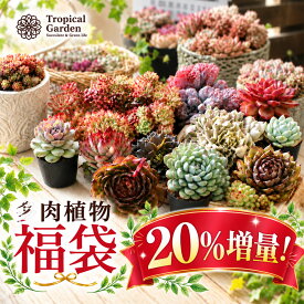 【20％増量！＆鉢プレゼント】多肉植物 福袋 エケベリア おまかせセット 選べる6コース トロピカルガーデン厳選