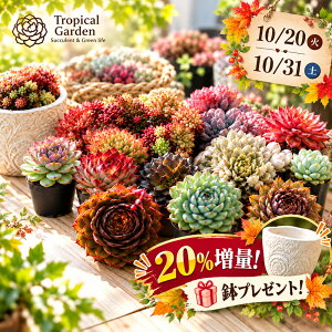 多肉植物 福袋 エケベリア おまかせセット