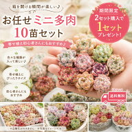 【2セット購入で1セットプレゼント】【5/31までエントリーで最大100%Pバック】mini9 【寄せ植え初心者に…