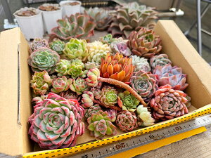 yڋʕizA~Bi@l߂イイ񂹐AZbg@20-25@񂹐AZbg@A@GPxA@@RpNg