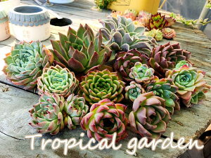 B+D@lbgŏH̊ӍՁIDtc2ށ{|bgc2{Ƃc1ށ@v5ރZbg@GPxA@A@Mtg@ϗtA@CeA@O[