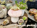 【1－2日間限定】多肉植物　エケベリア　きのこ鉢　インテリア　グリーン　多肉植物　コンパクト