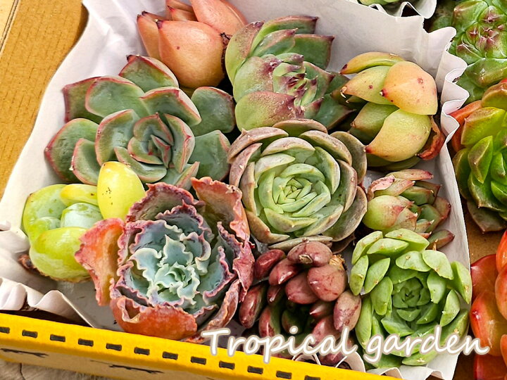 楽天市場】YD48S 多肉植物 エケベリア 麻玉ボールポット ミニ苗セット 