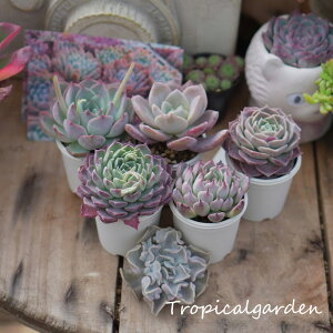 yXIXXzyڋʕiz@|bgc5ރZbg @A ܂A\[g    ϗtA CeA av[g a v[g Mtg j