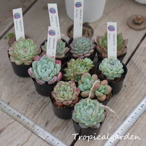 y1ő100%|CgobNzyڋʕiz1.5|bgc_10|bgZbg@؍Y@ϗtA@GPxA@A