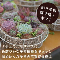 楽天市場】ワイヤーリース多肉植物の通販