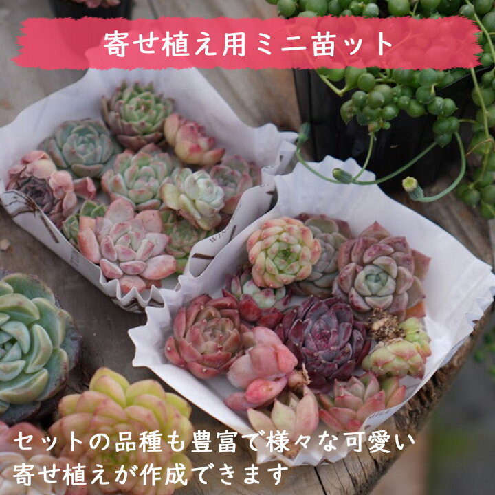 楽天市場】mini9 父の日 寄せ植えセットお任せ9苗セット ミニ苗セット 