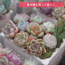 mini9【目玉品・ポイント5倍・2セットご購入で1セットプレゼント】敬老の日　寄せ植えセットお任せ9苗セット　ミニ苗セット 多肉植物 おしゃれ 多肉 観葉植物 インテリア 誕生日プレゼント 誕生日 プレゼント ギフト お祝い