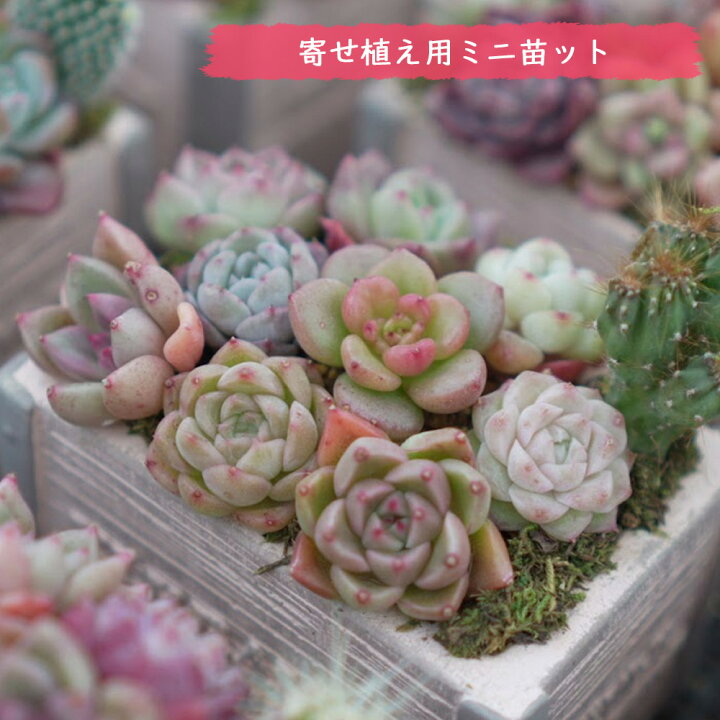 楽天市場】mini9 父の日 寄せ植えセットお任せ9苗セット ミニ苗セット 