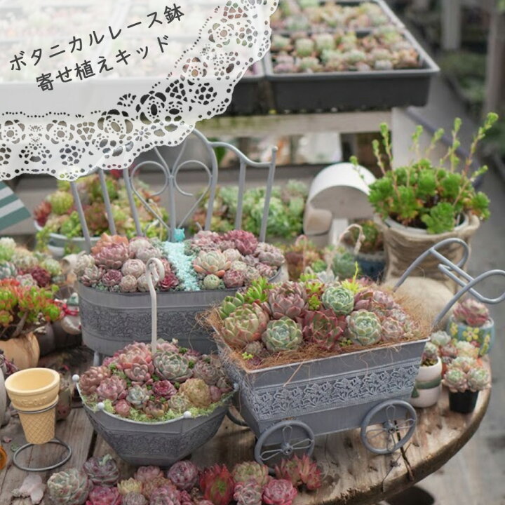 楽天市場】Bingo 母の日 ボタニカルレース鉢寄せ植えキッド 多肉植物 