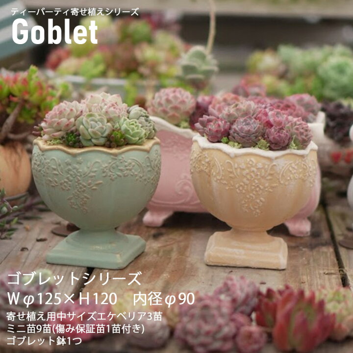 楽天市場】【スクラッチ】母の日 ティーパーティーシリーズ寄せ植え 