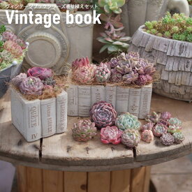 B+札　ヴィンテージブック寄せ植えキット　多肉植物 おしゃれ 多肉 観葉植物 インテリア 誕生日プレゼント 誕生日 プレゼント ギフト お祝い